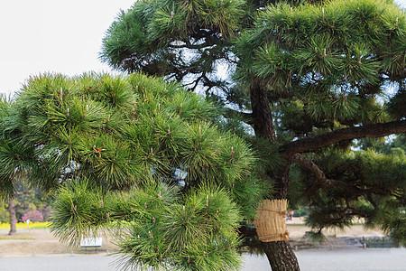 科学管理樟子松树苗，让它更加充满生命力