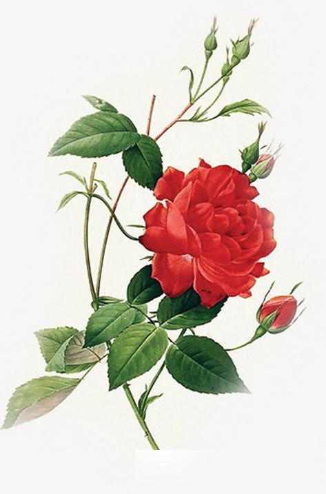 玫瑰19支代表什么情感？解读玫瑰花的浪漫传说