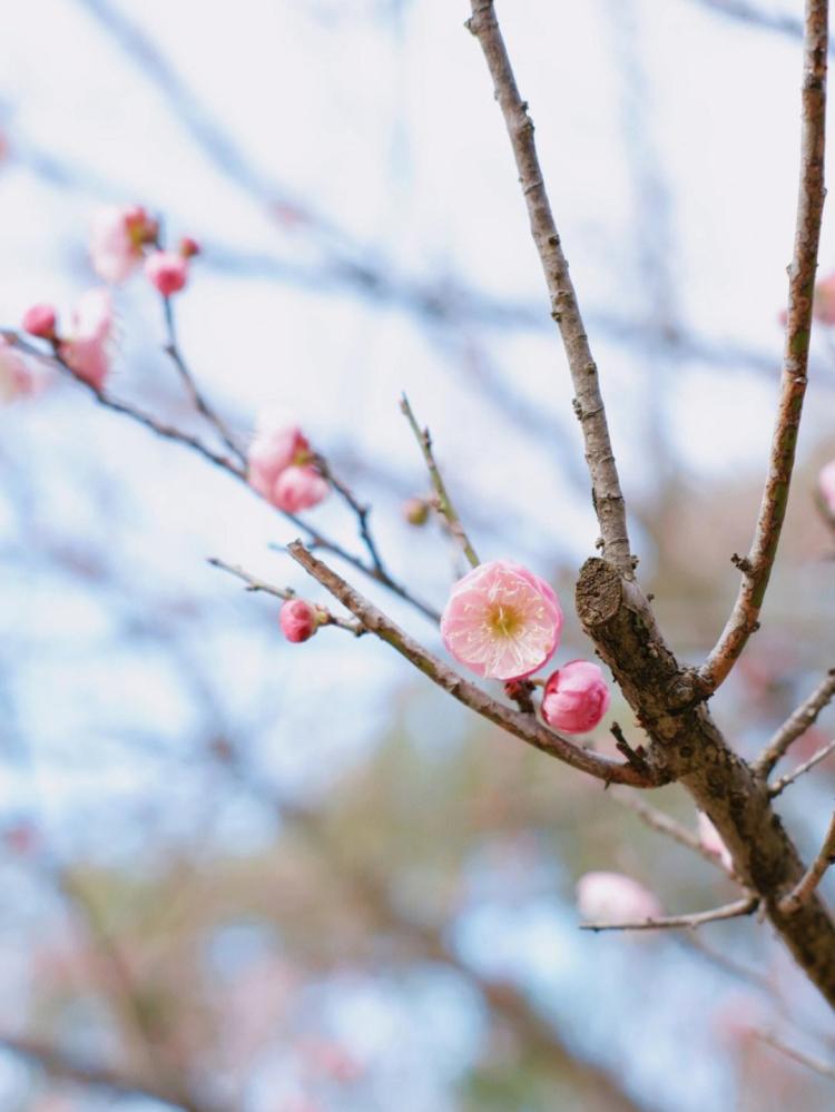 梅花香自苦寒来——宋词中的梅花题材研究