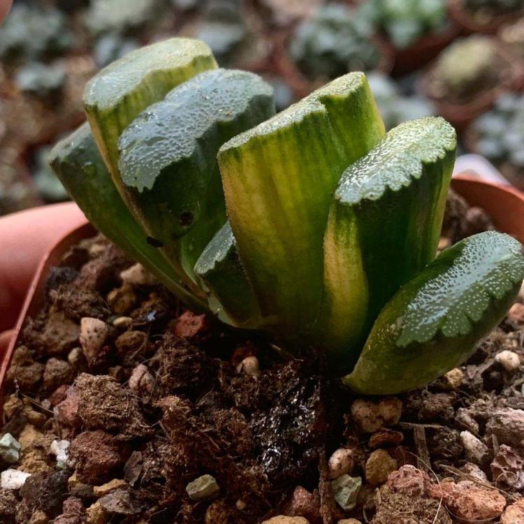 彩色转变的玉扇多肉：新颖花卉在家中种植的技巧