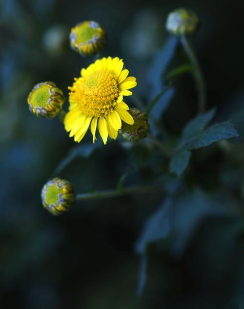 如何在家中种植和养护菊花？一篇详细的菊花种植指南