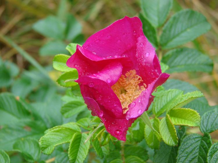 野蔷薇花的种类和特点