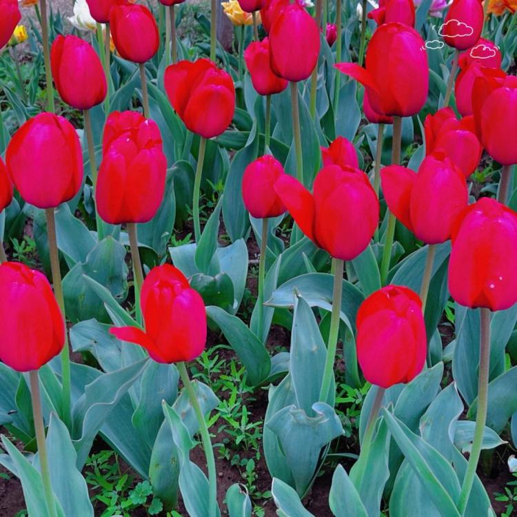 在郁金香花期，走进公园迎接春天的到来