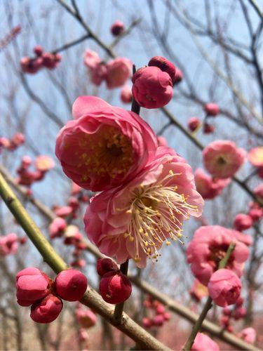 人生只若初见——梅花在诗词中的浪漫之意