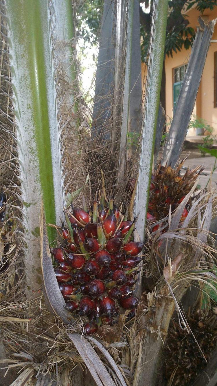 神秘的卡拉胡：这个花卉品种的传说和历史