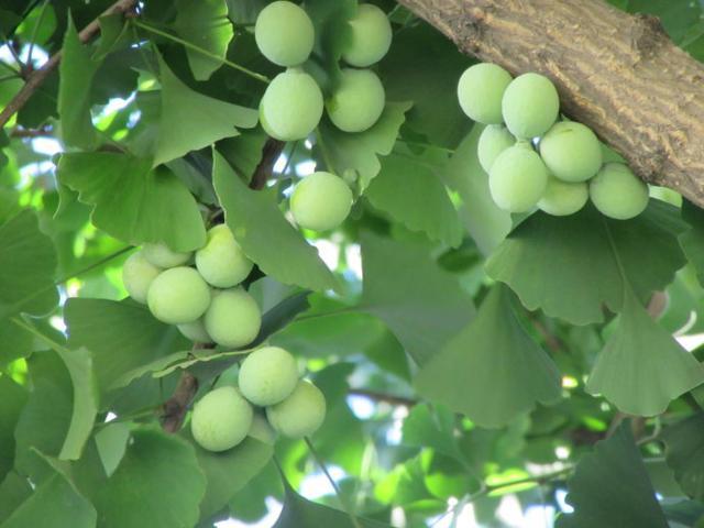 超全实生银杏种植指南，成功种植不再难