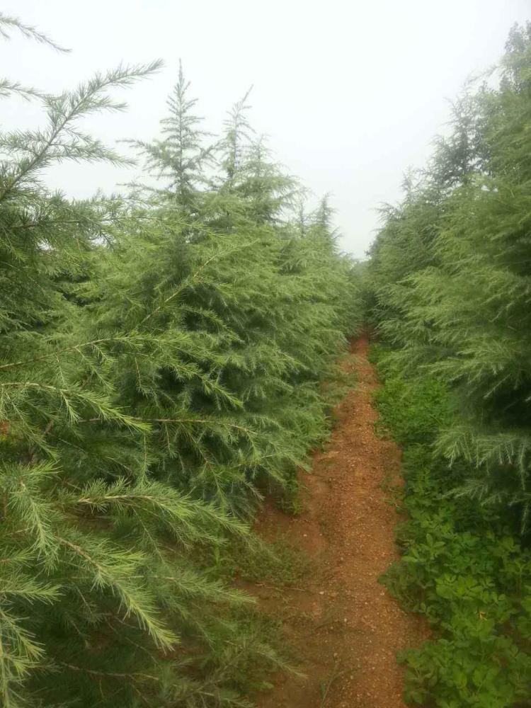 植物界中的财富象征：雪松到底有何过人之处？