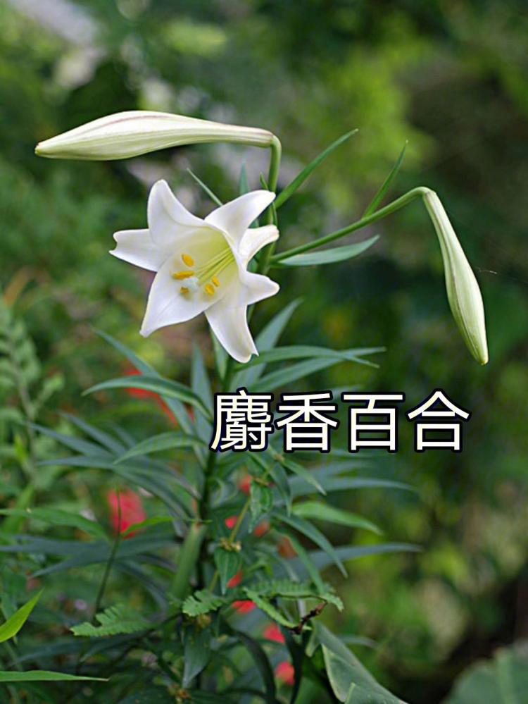 白百合的花语及对应的情感