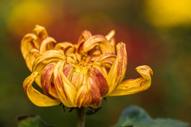 菊花与日本文化：传统体育日本相扑与菊花有何关联？