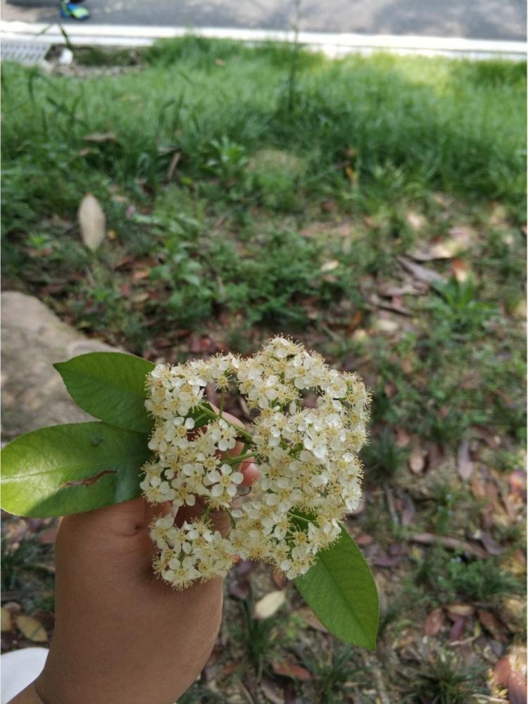 石楠花的臭味难闻？这些方法让你彻底解决！