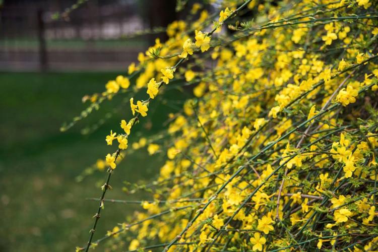 知道迎春花的生长习性，更能掌握它几月份开花