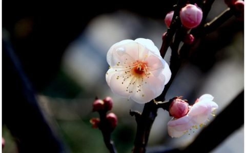 梅花香中意——唐诗宋词中的梅花奇趣