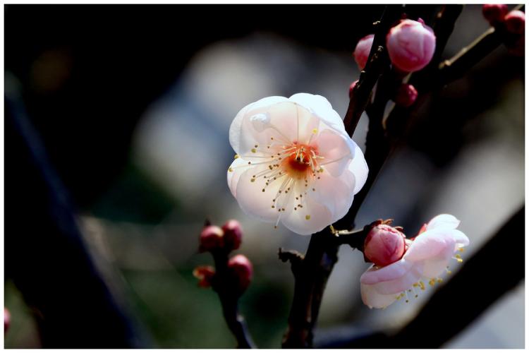 梅花香中意——唐诗宋词中的梅花奇趣