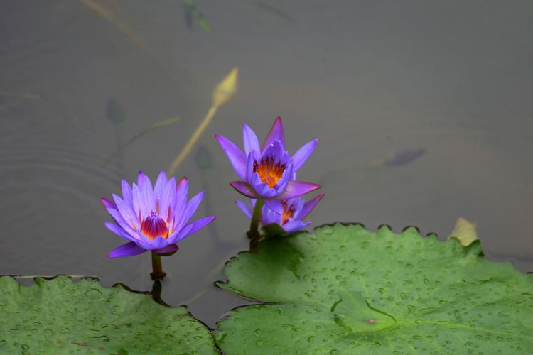 哪些品种的荷花更容易迎来开花盛宴？