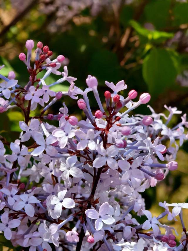 丁香花的颜色：完美无瑕的自然之美！