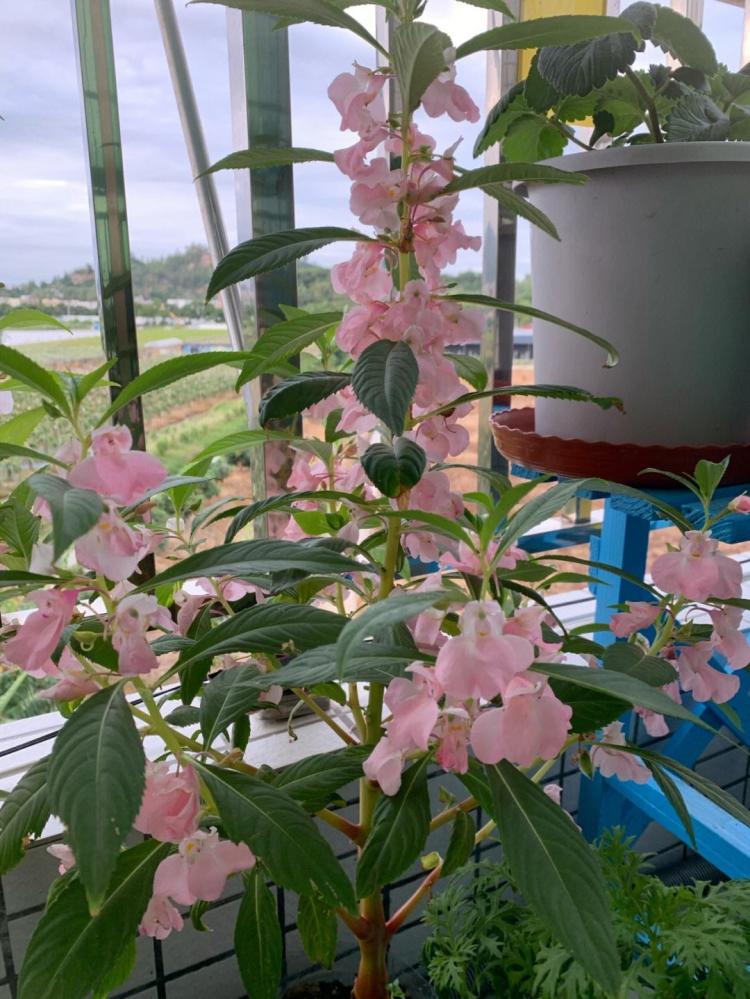 凤仙花染指甲指南，让你成为众人瞩目的焦点