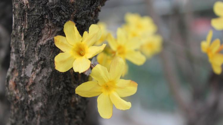 迎春花什么时候开花？全国迎春花开花时间表大揭秘！