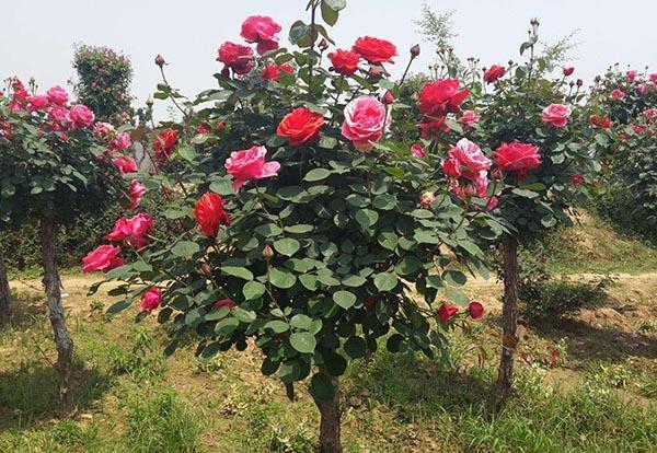 温暖冬日，“月季保育”技巧分享，过个花好月圆的新年