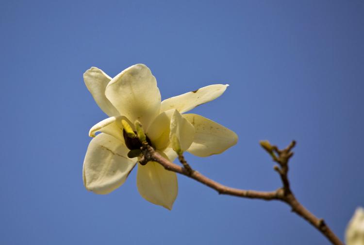 广玉兰与玉兰花的区别：从叶子到花朵的比较