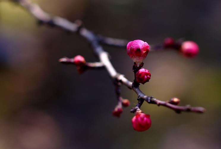 严寒瑟瑟梅花发——诗人笔下的梅花情感