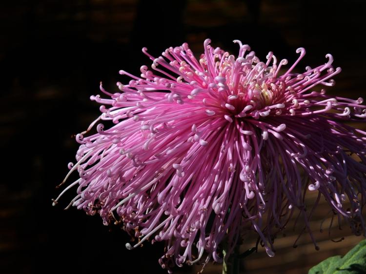 菊花品种介绍，了解诗词中的各色菊花