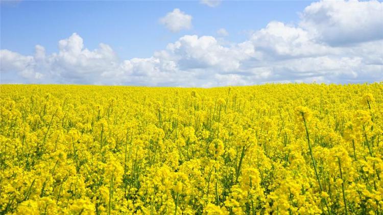 【必看】婺源油菜花开放时间，赏花攻略等你来篇。