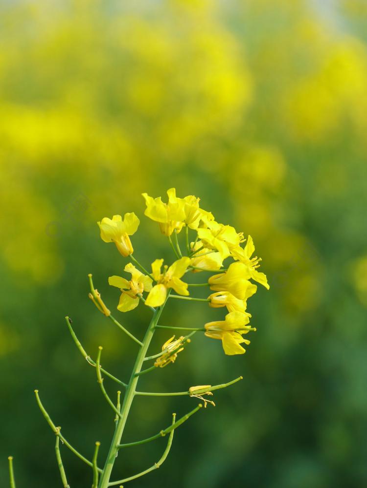 【江西婺源】花季赏油菜花，萌新必须知道的开放时间！