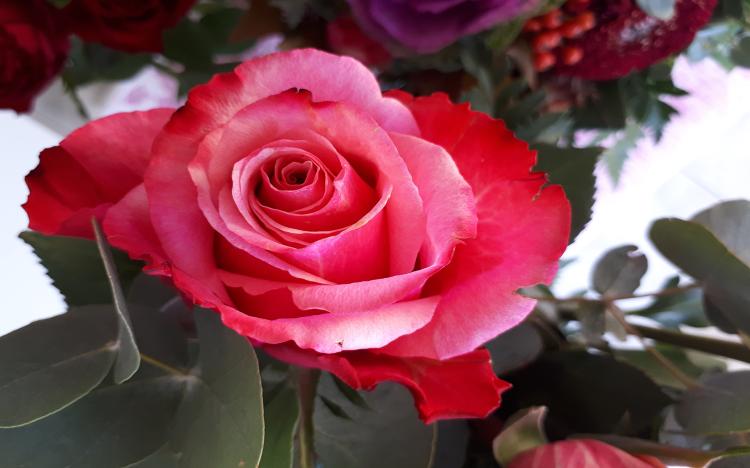 11朵玫瑰的花语意义，揭开每朵花背后的含义和秘密