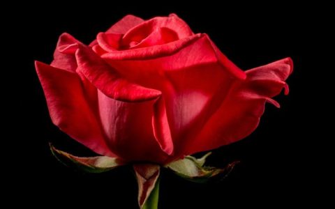 【男人会轻易送11朵玫瑰吗】全面解读：从花语到男士送花技巧，一网打尽！
