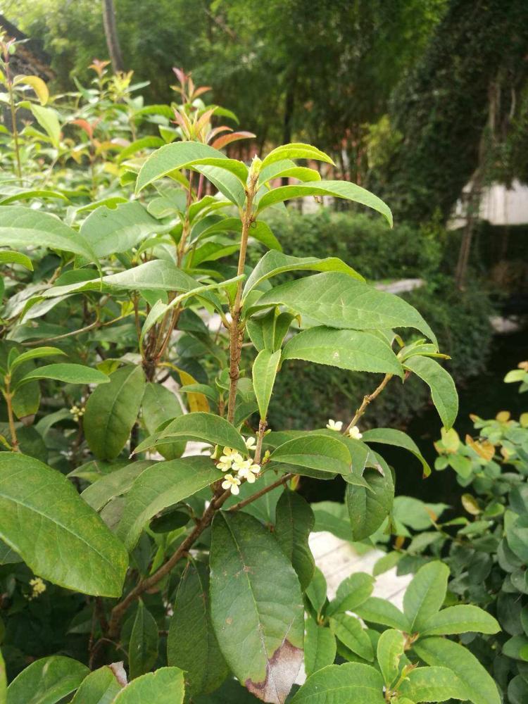 草木犀的花语和传说：让你更加了解这种花卉