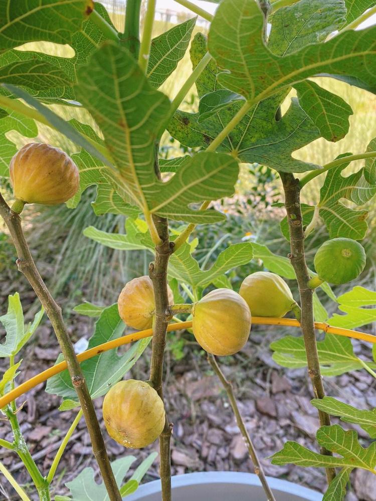 无花果繁殖与栽培：这12个步骤让你轻松成为植物繁殖和栽培专家！