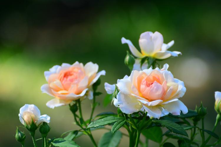 图解北京市花月季花，让你轻松掌握这种花卉的特性和种植技巧