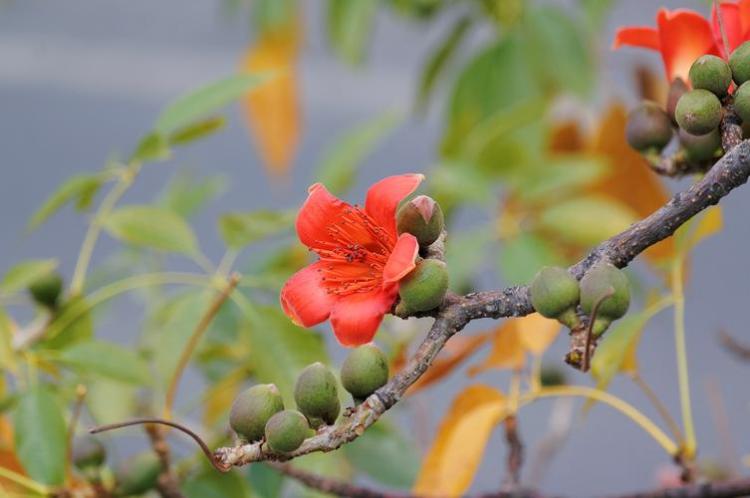 你所不知道的【木棉花煲汤】食谱，现在就揭秘