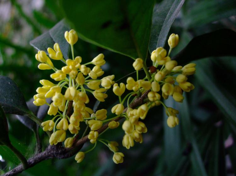 花卉管理中的灾难：桂花树肥料管理规范