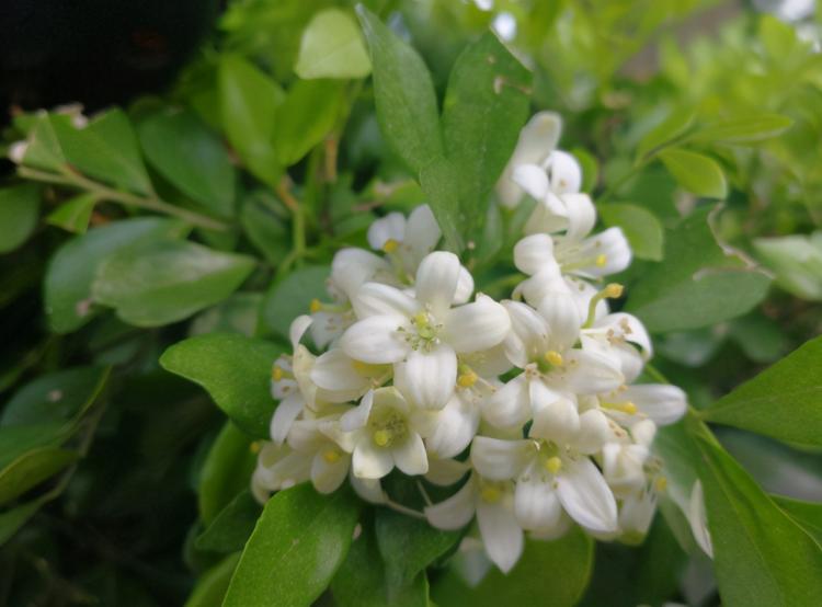 七里香一年可开花多少次？室内植物养护技巧大公开！