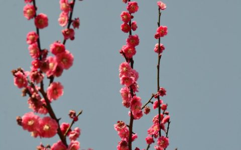 行香子·梅花扇舞——古代梅花艺术欣赏