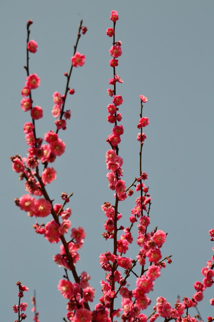 行香子·梅花扇舞——古代梅花艺术欣赏