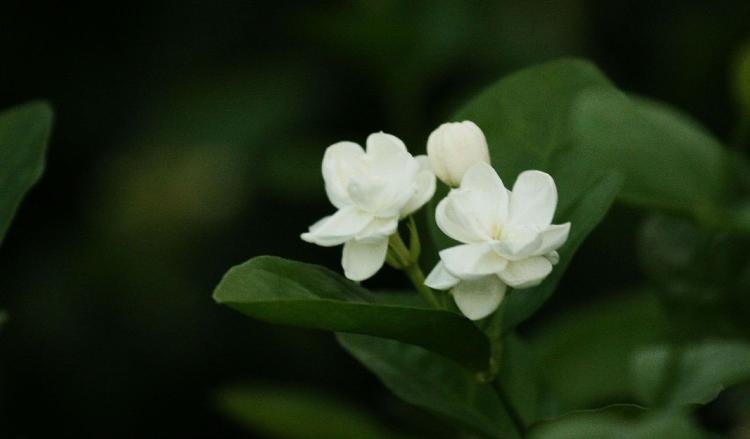 绿萝达人分享：如何正确养护茉莉花