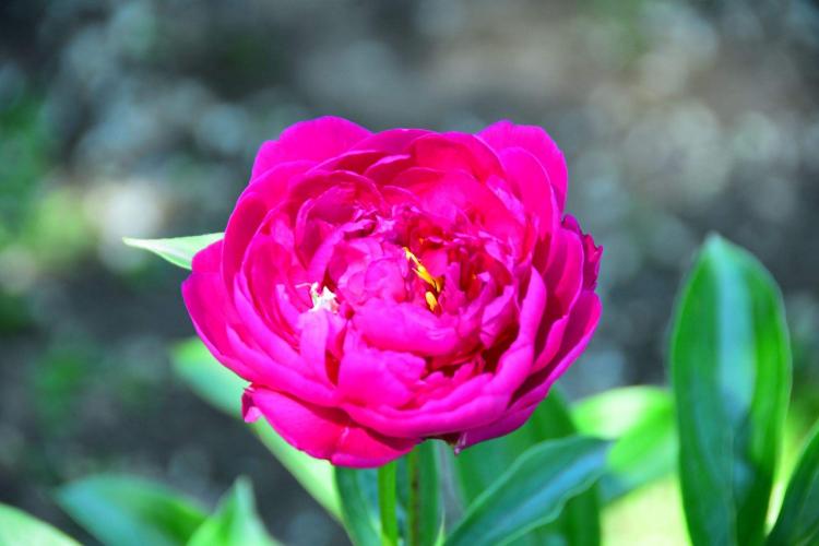 芍药花的病虫害防治，让你轻松应对各种情况