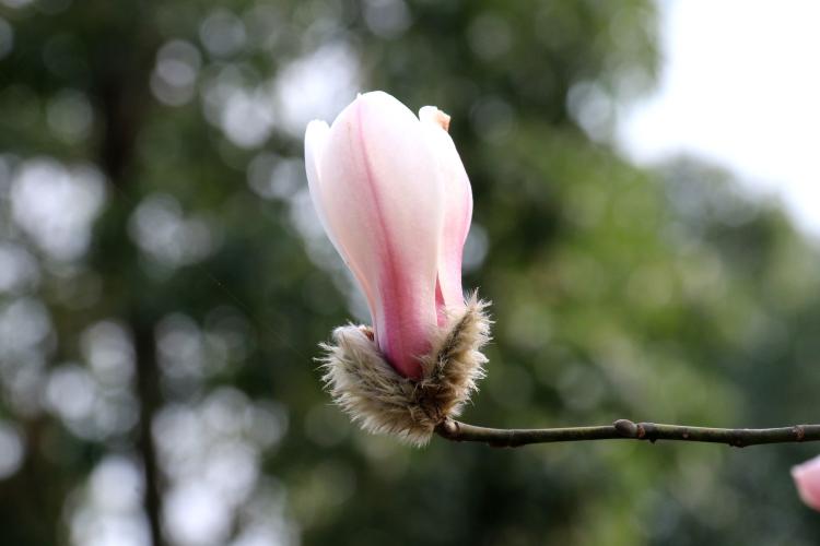 深入解析粉色玉兰花花语及花卉礼仪