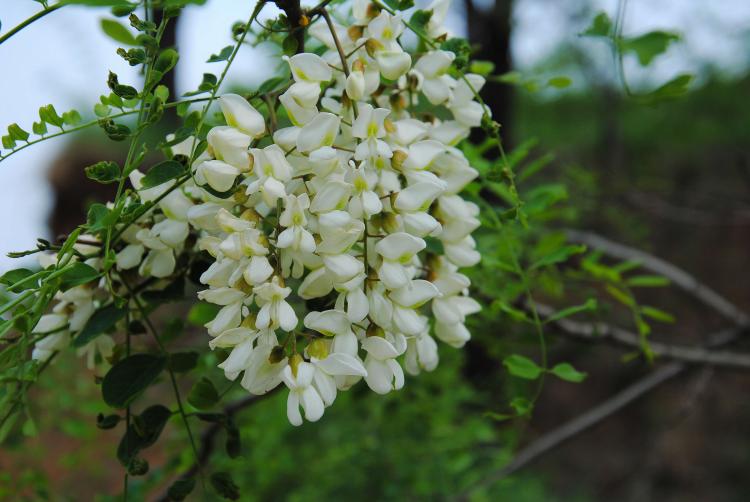 干槐花为何是夏季开胃佳品