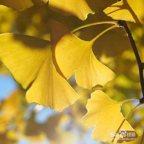 用正确的方式种植银杏树种子，打造生态花园