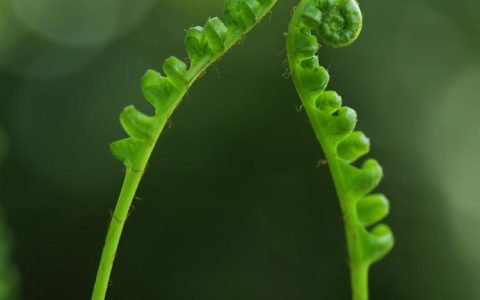 【鸟巢蕨养护秘诀】如何打造出一片美丽的鸟巢蕨盆栽