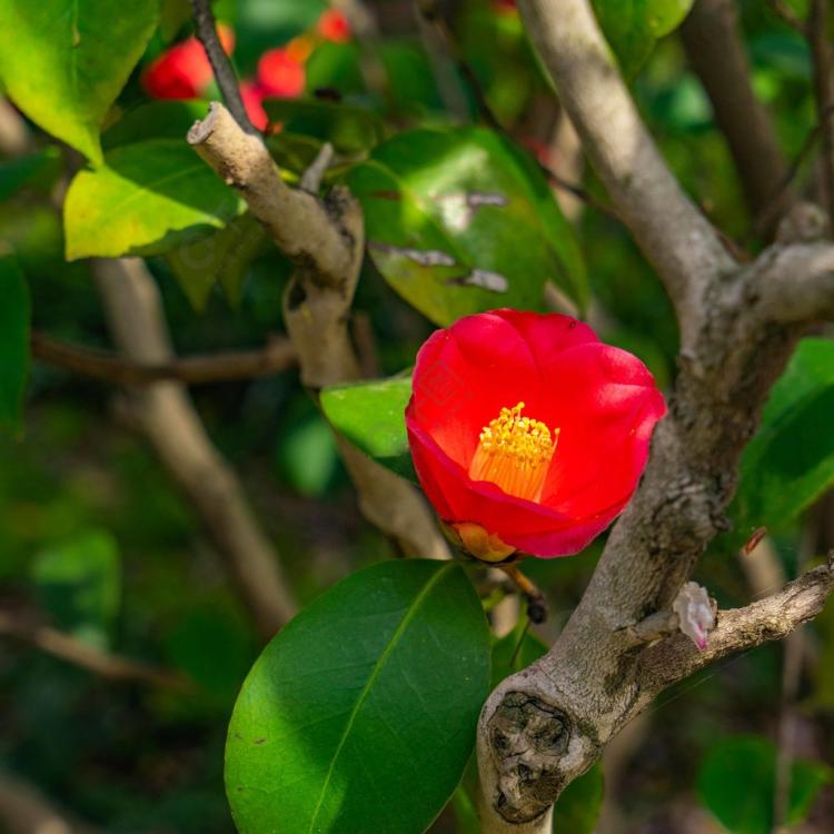 必学！茶花生长与凋落周期