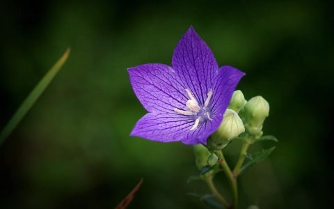 桔梗花蕊藏深情，花语传达爱与感激