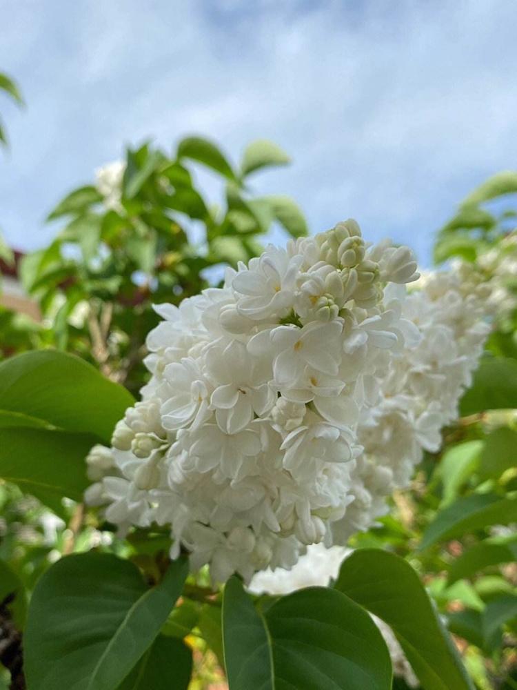 创意应用：丁香结花语送给朋友