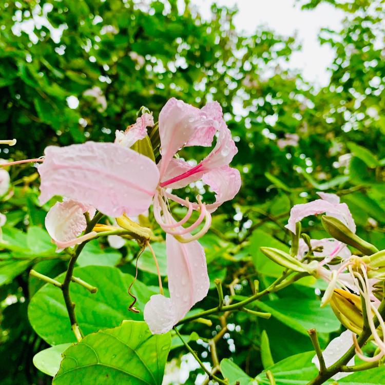 洋紫荆花和紫荆花的区别及种类介绍