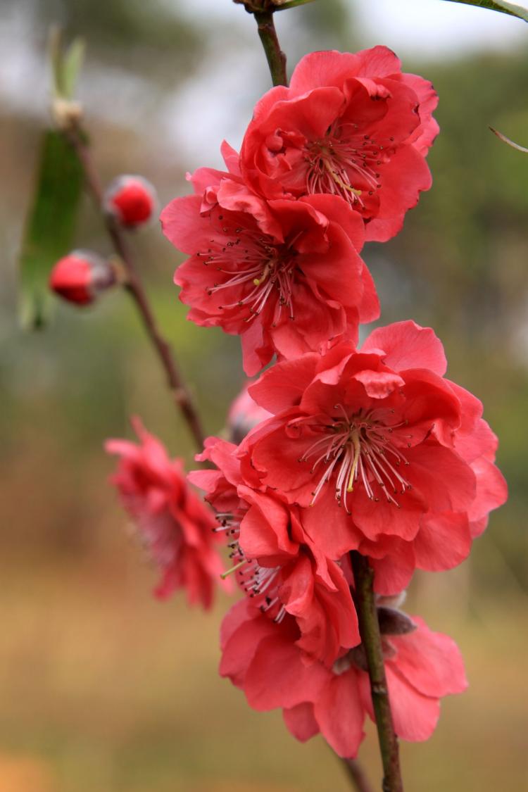 桃花庵下桃花仙：佛法与爱情的化身