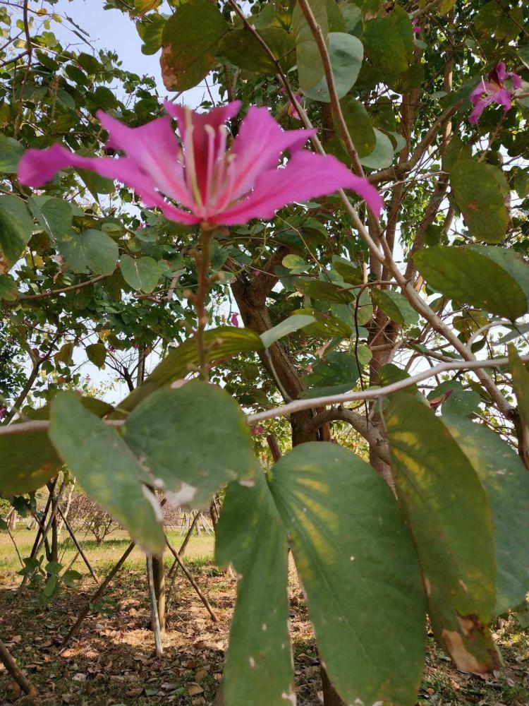 洋紫荆花和紫荆花的花色、香气、形态特点对比及区分方法