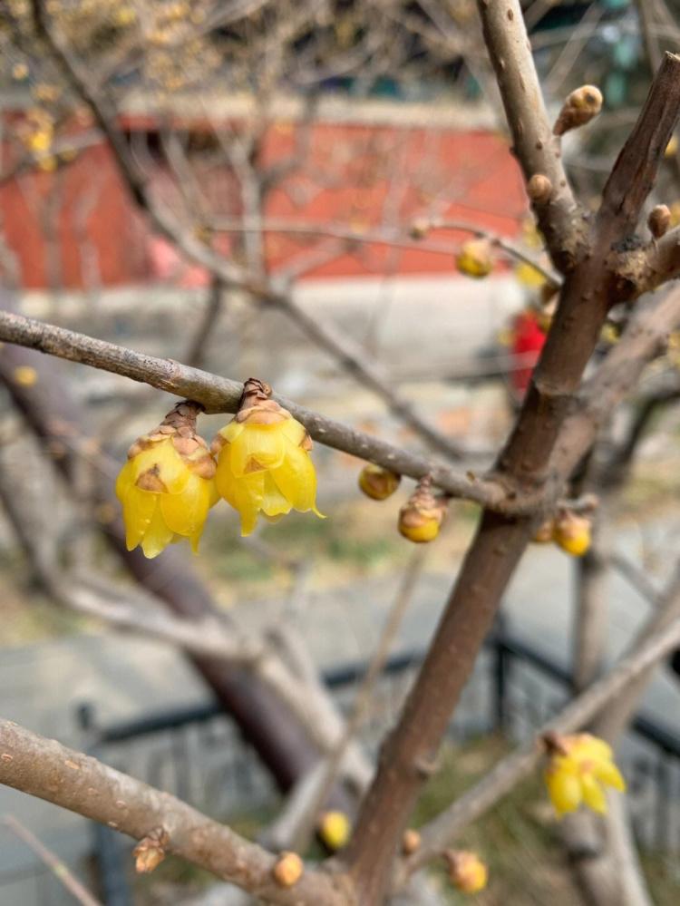 腊梅花的开花期较长，如何保证盛放的花灿烂？